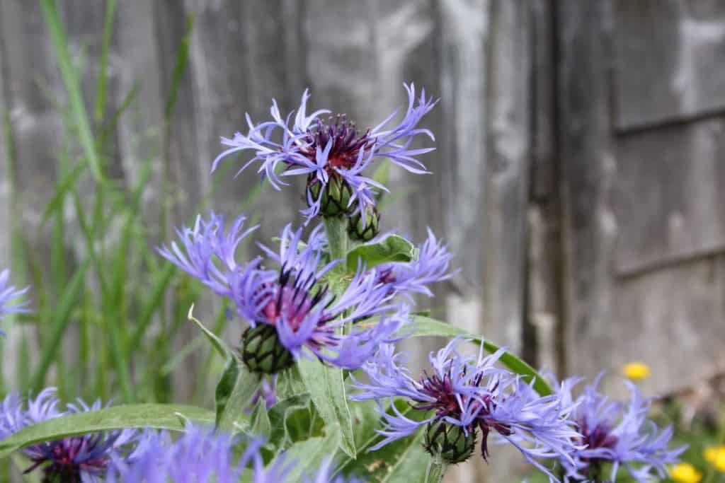 purple perennial bachelor buttons flowers growing against a grey barn