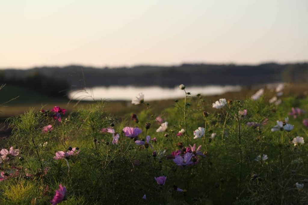 pink and white flowers growing in a field with water in the background