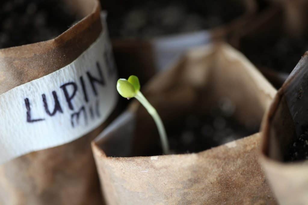 small green seedling sprouting out of a brown paper pot