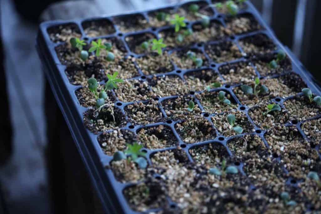 green seedlings growing in a tray covered with vermiculite