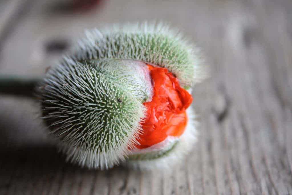 a poppy bud covered in fine hairs starting to crack open revealing an orange colour, laying on grey wood