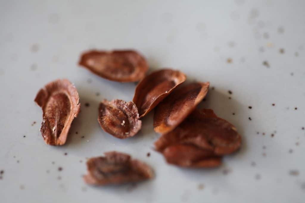 a closeup of brown swamp milkweed seeds