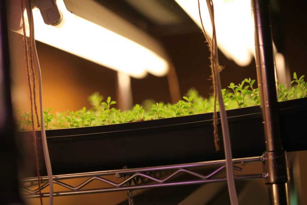 green seedlings growing in a black tray, sitting on a silver coloured shelf, under two grow lights