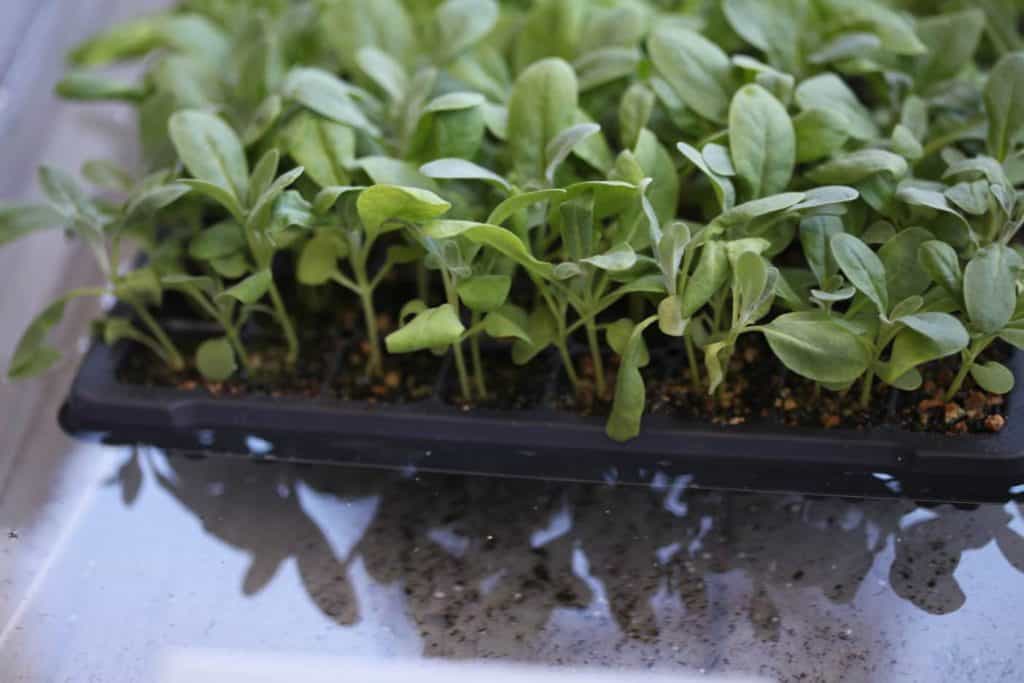 green seedlings in a tray in water