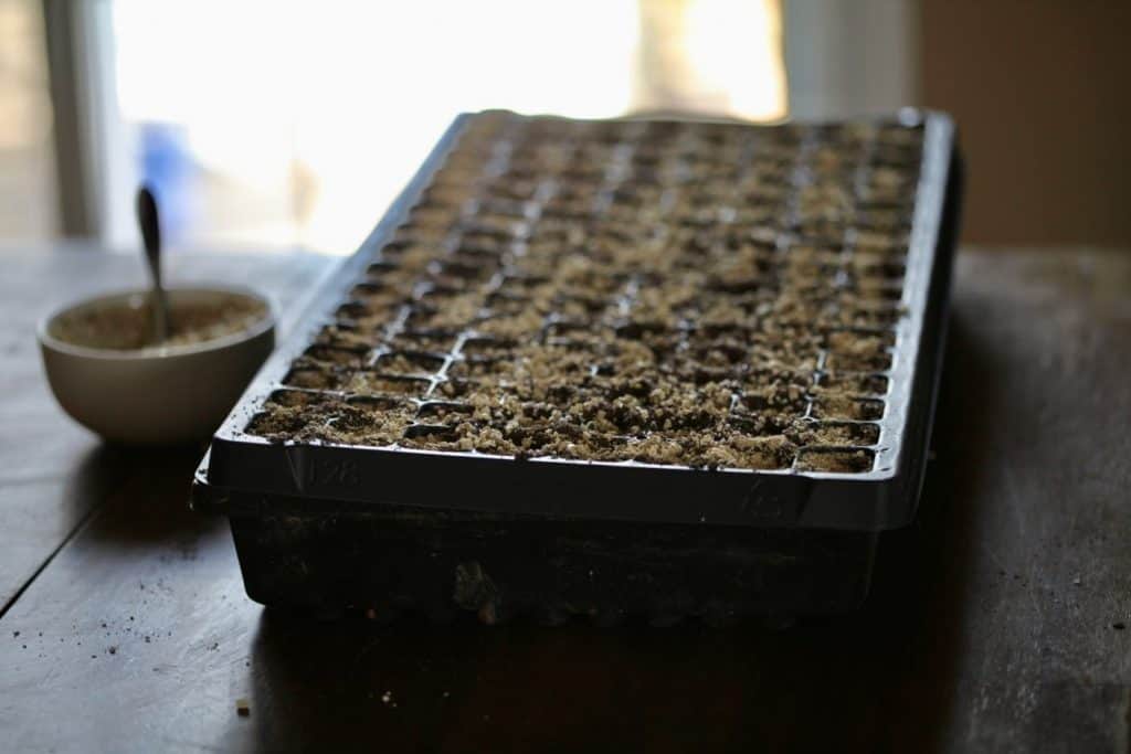 black seedling cell tray covered in vermiculite, beside a bowl with a spoon filled with vermiculite