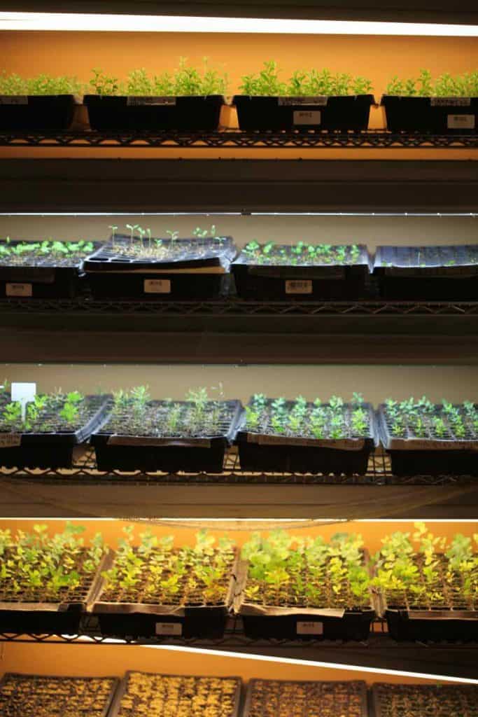 five shelves containing trays filled with green seedlings