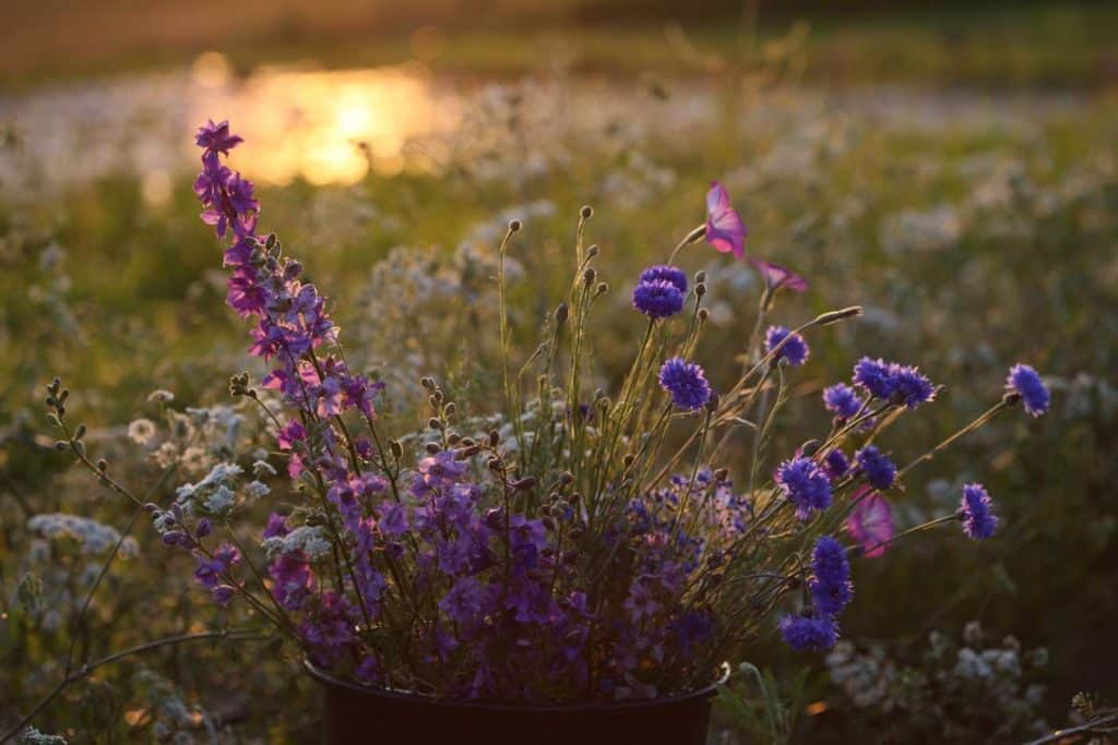 a container of pink and blue flowers in a field at sunset, these were started as flower seeds indoors