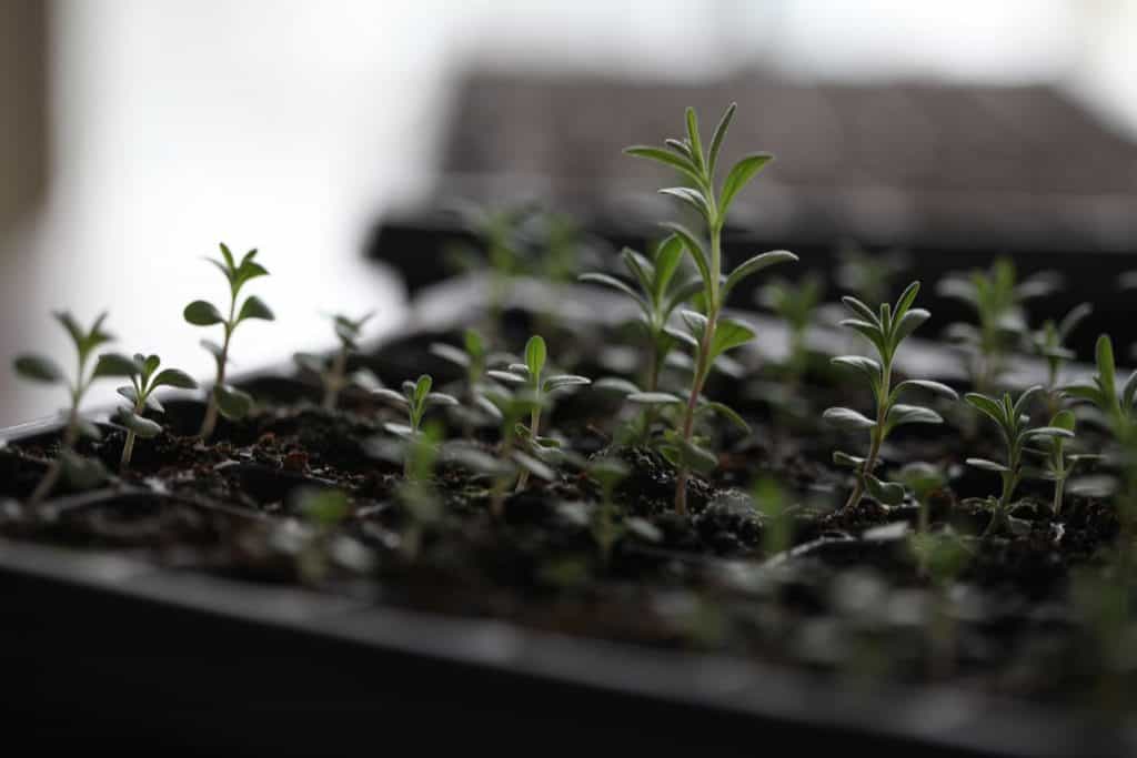 green lavender flower seedlings growing in a black seedling tray