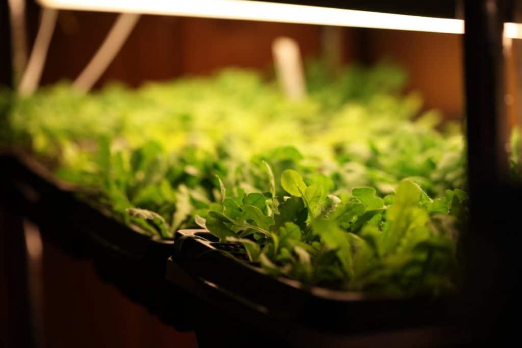 green seedlings under grow lights, started as flower seeds indoors