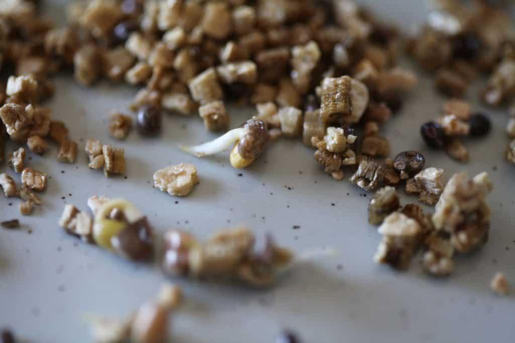 brown lupine seeds sprouting in vermiculite, showing how to grow lupines