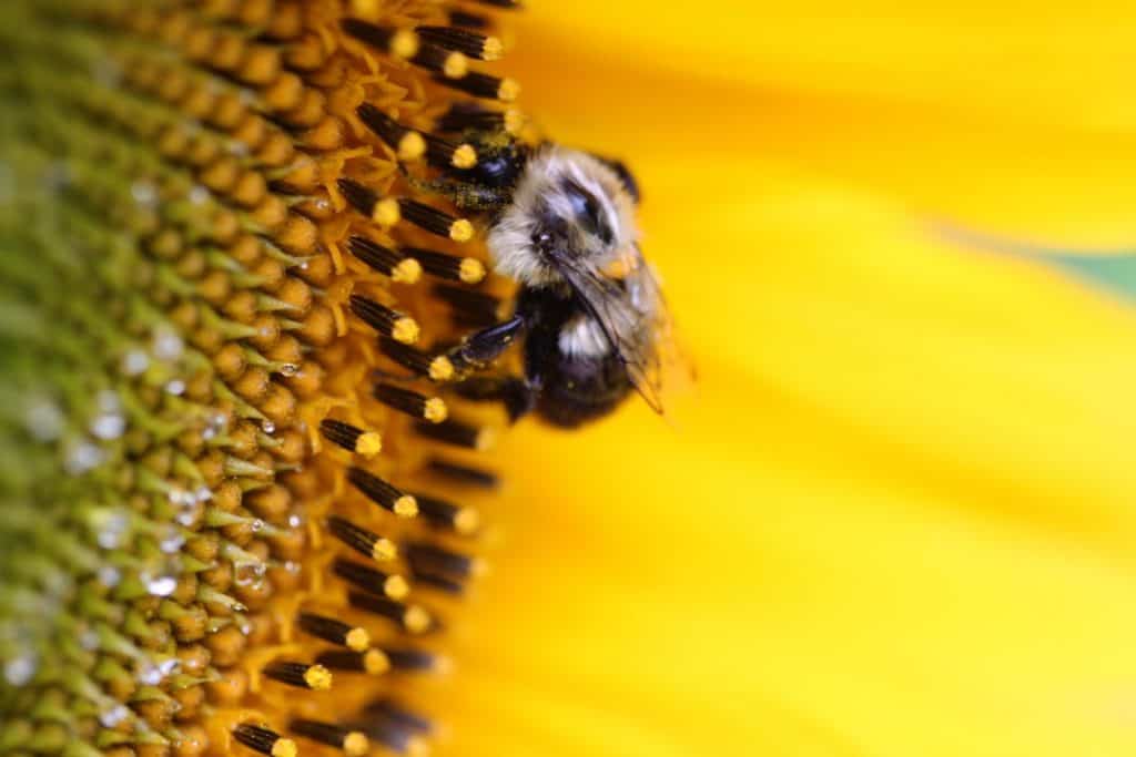 bee in a yellow sunflower gathering pollen