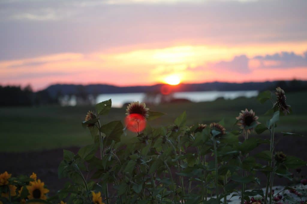 sunflowers with sunset in the background