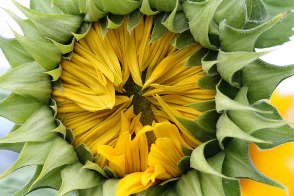 sunflower with yellow petals just starting to open up rimmed with with green petals 