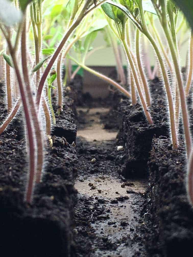 seedlings with fuzzy stems growing out of soil blocks