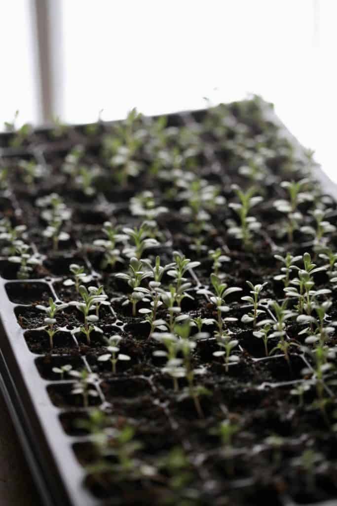 green lavender seedlings in a tray showing how to grow lavender seedlings indoors