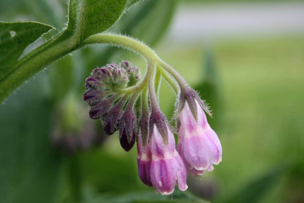 a picture of purple comfrey flowers unfurling against a blurred green background