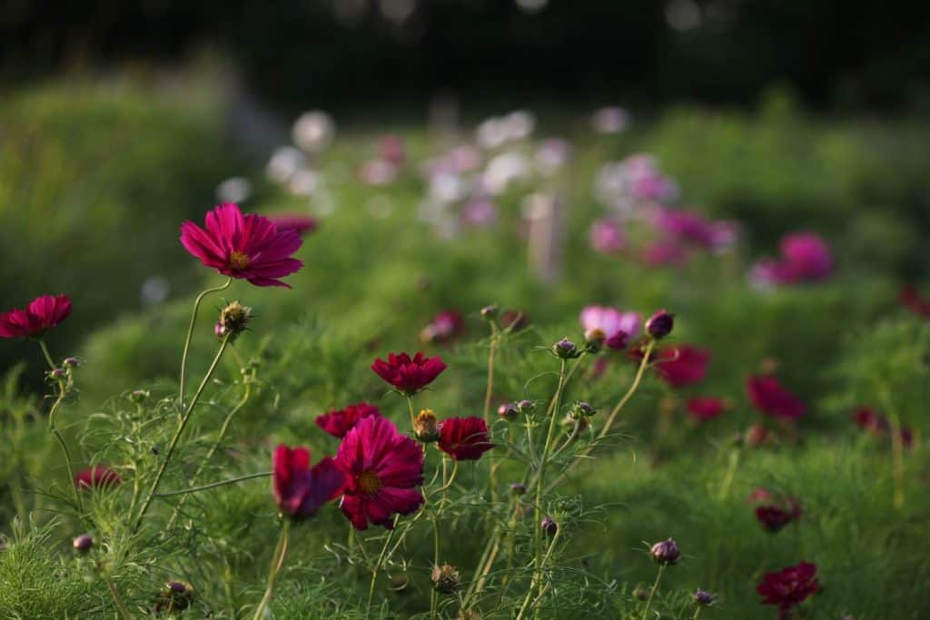 pink and white flowers growing in a row with lacy green foliage