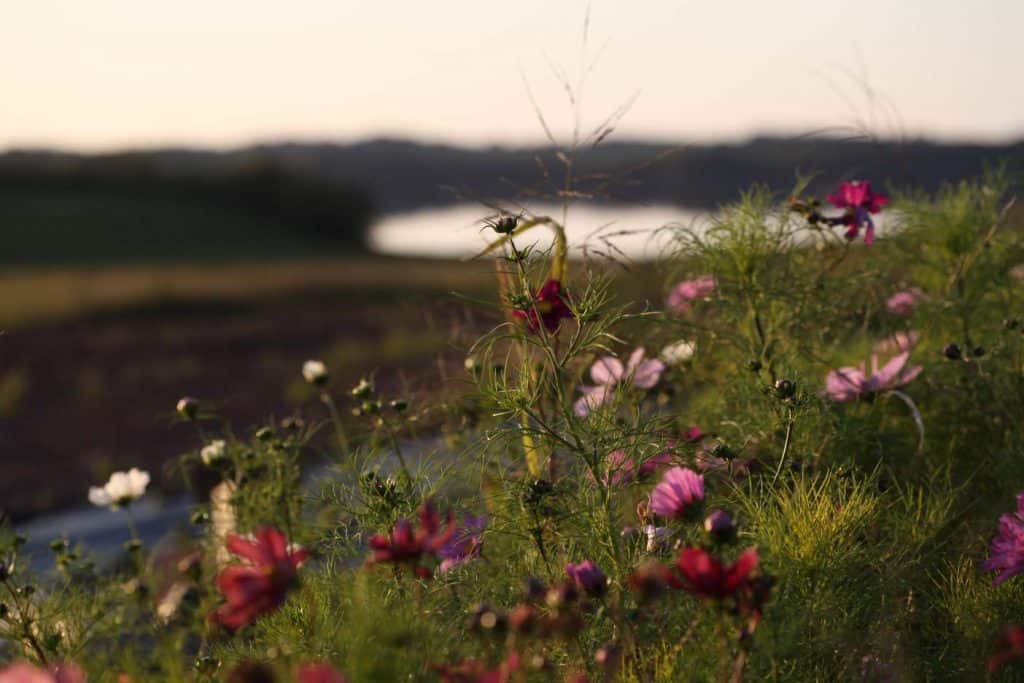 pink and white cosmos flowers growing in a field with a body of water in the background