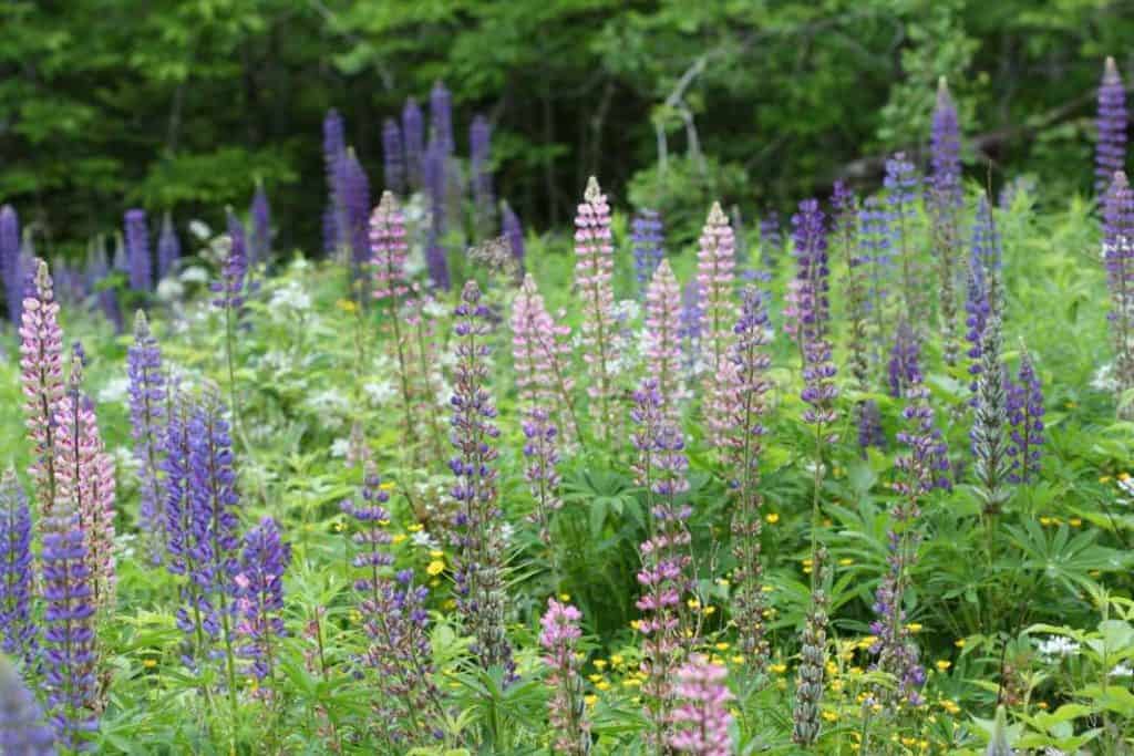 pink and purple spiked flowers growing in a field