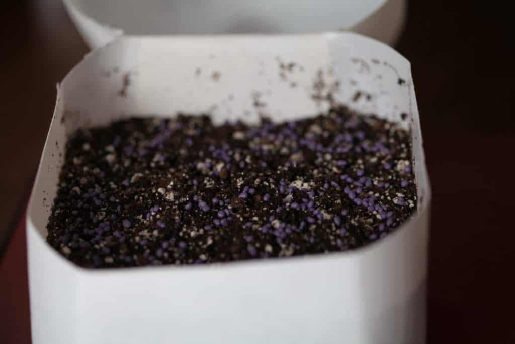purple delphinium seeds in a container of soil