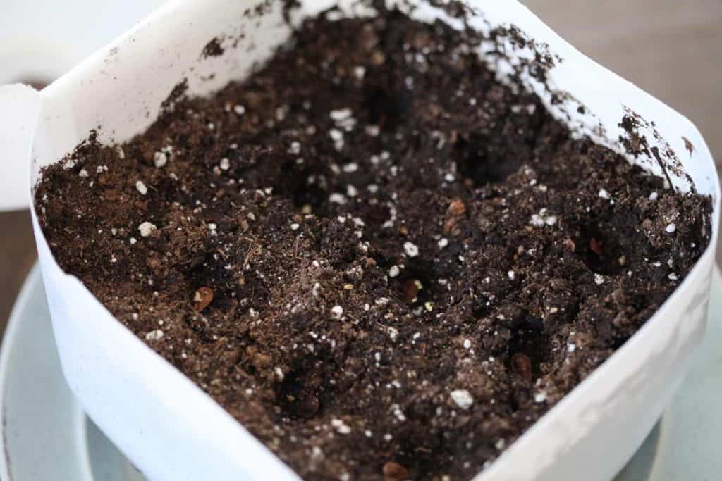 planting milkweed seeds in winter sowing container