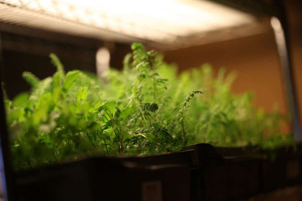green seedlings growing under lights