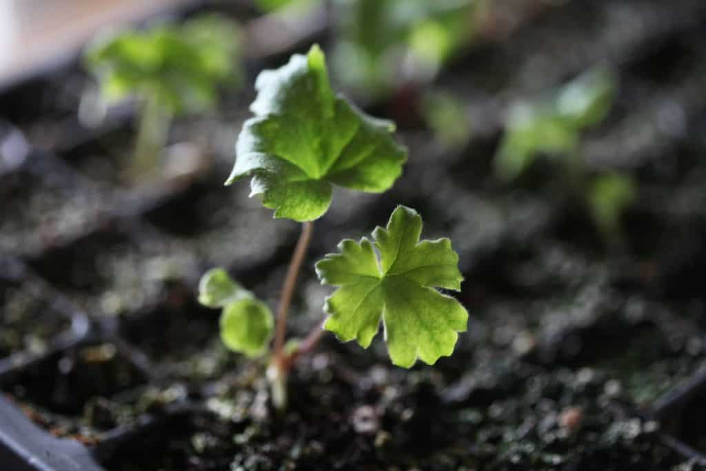 small green delphinium seedling growing in a cell tray with soil