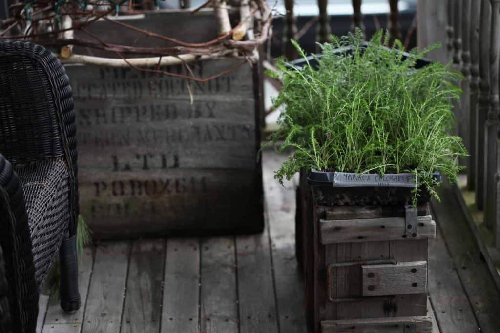 cell tray of green yarrow seedlings