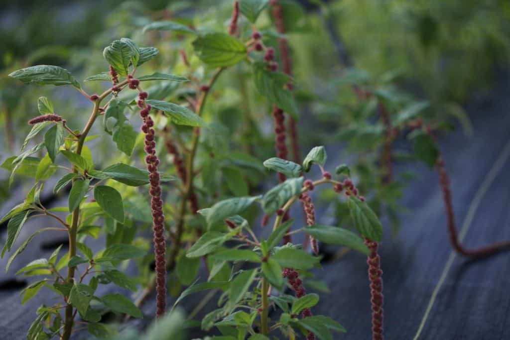 Amaranth growing in landscape fabric showing how to grow Amaranth