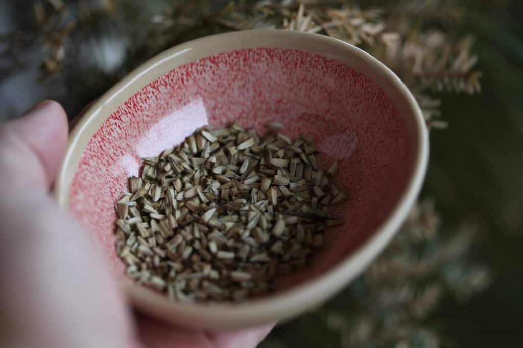 pink bowl containing echinacea seeds, showing how to grow echinacea