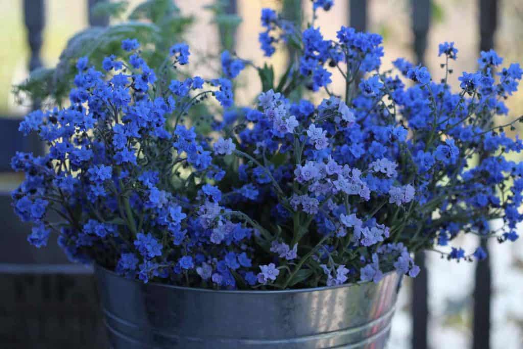 blue Chinese forget me nots in a bucket