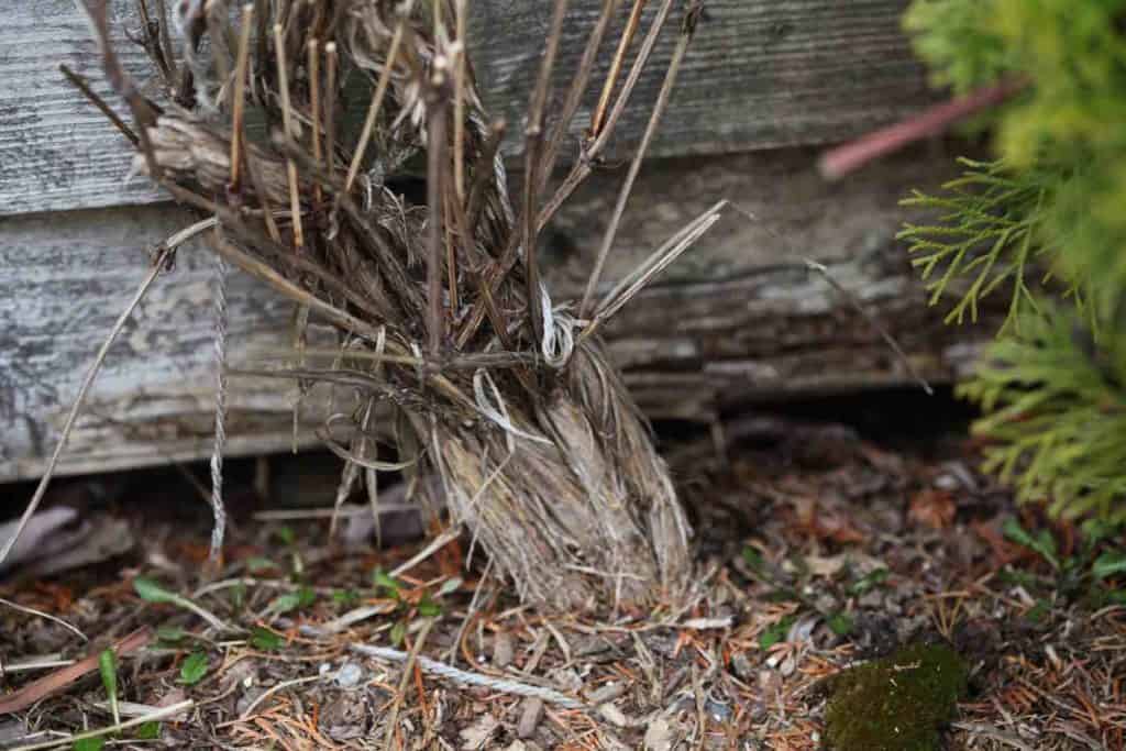 clematis plant , showing a dormant base without any active growth in spring