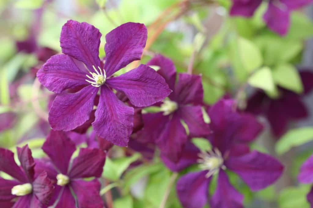 purple flowers of Jackmanii clematis with a blurred green background