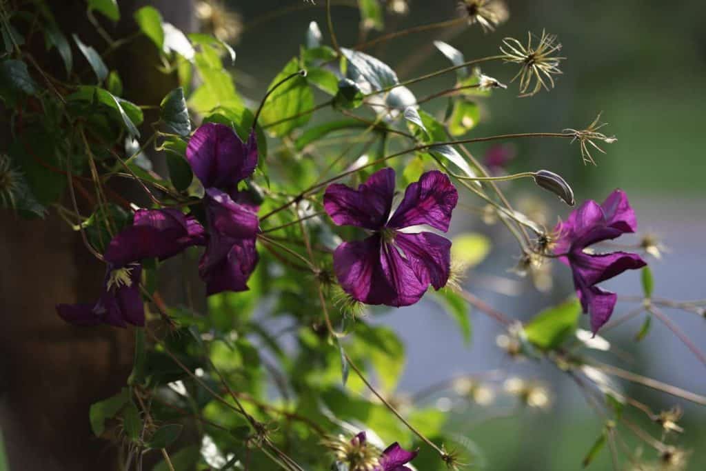 purple clematis flowers showing how to grow jackmanii clematis