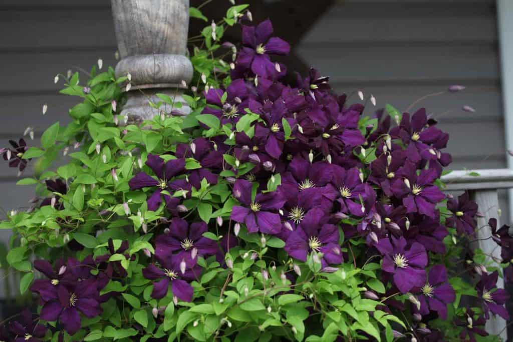 purple clematis flowers showing how to grow jackmanii clematis on a deck