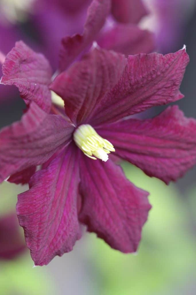 purple wine coloured clematis flower with a blurred background