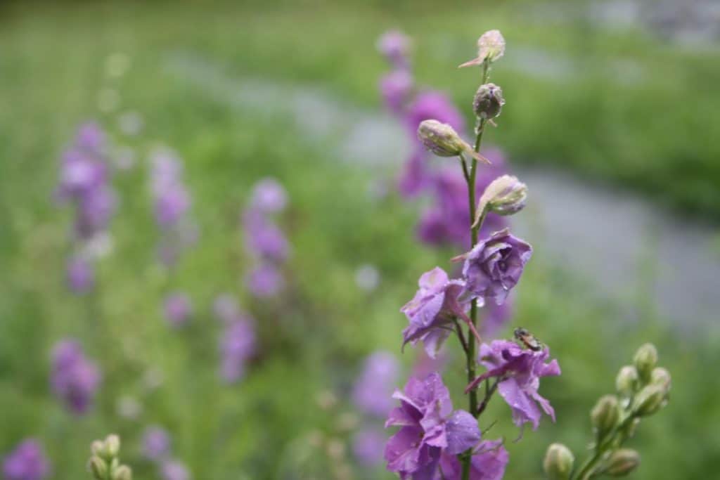 purple Larkspur growing in the garden