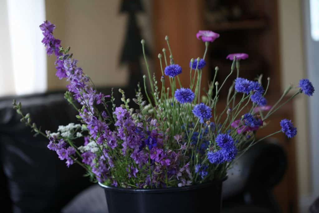 purple Larkspur in a bucket with other brightly coloured hardy annuals