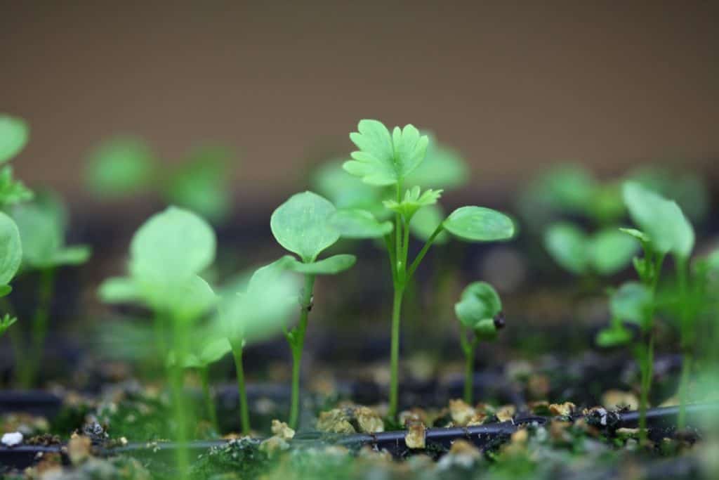 green Larkspur seedlings with blurred background