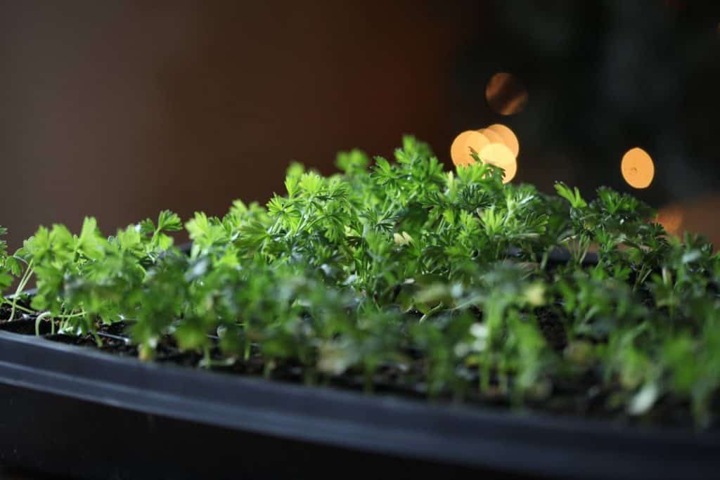 green Larkspur seedlings in cell tray