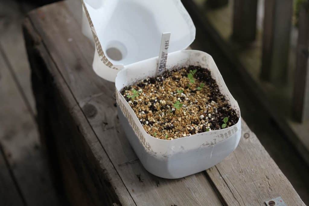 white milk jug filled with soil for winter sowing, growing Larkspur seedlings, showing how to grow hardy annuals