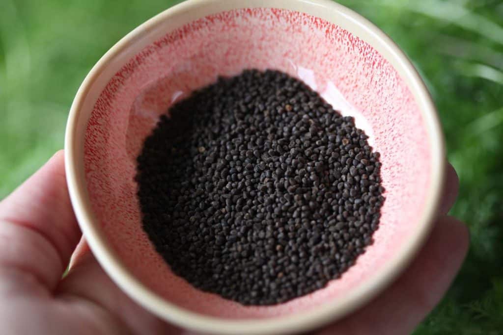 a hand holding up a pink bowl full of black Larkspur seeds, showing how to grow Larkspur from seed