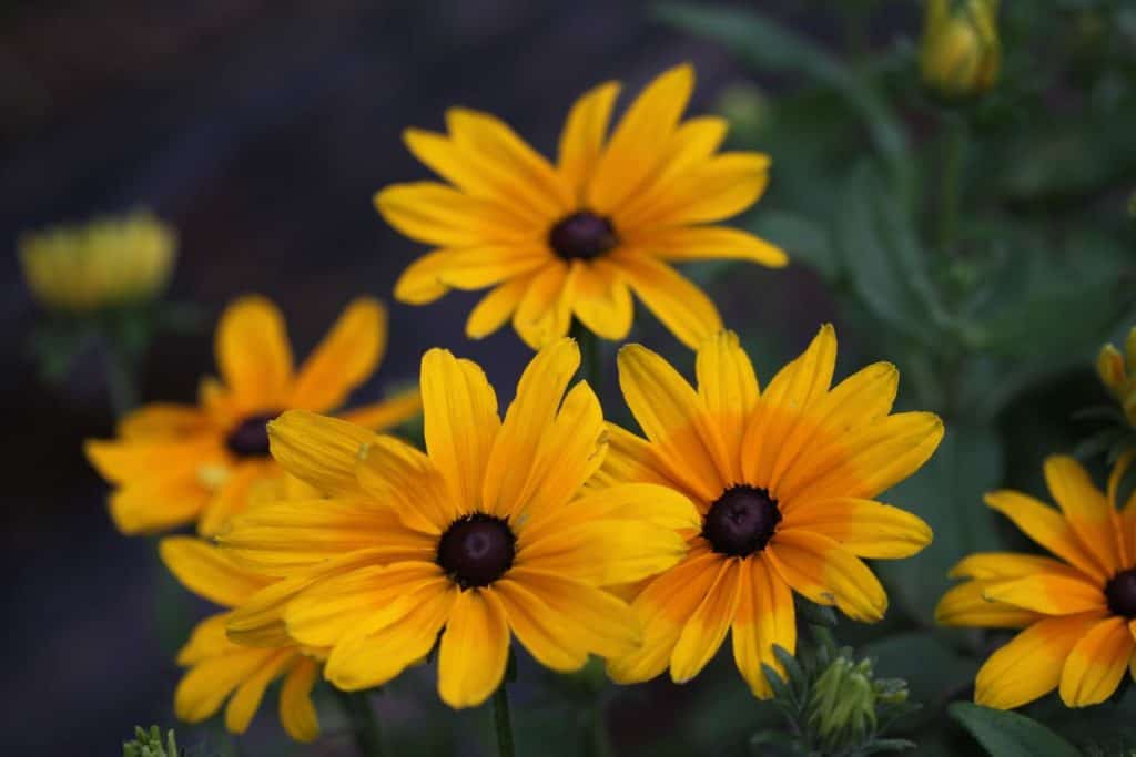 A group of yellow flowers with brown centres growing in the garden