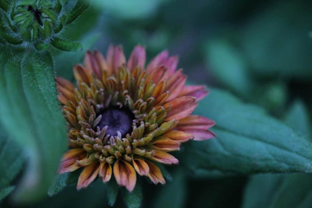 pink and orange daisy like flower with green leaves