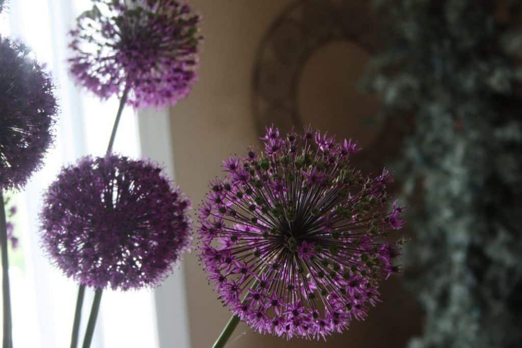 purple allium flowers, showing how to grow alliums from bulbs