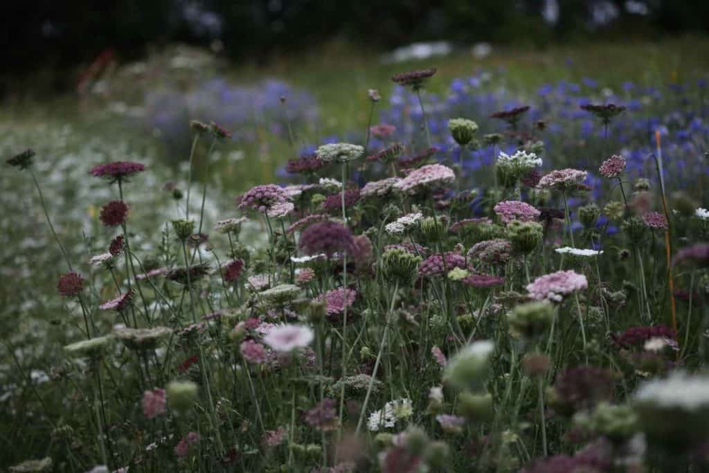 burgundy and pink blooms of Dara  in the garden, with blurred blue flowers of bachelor buttons in the background