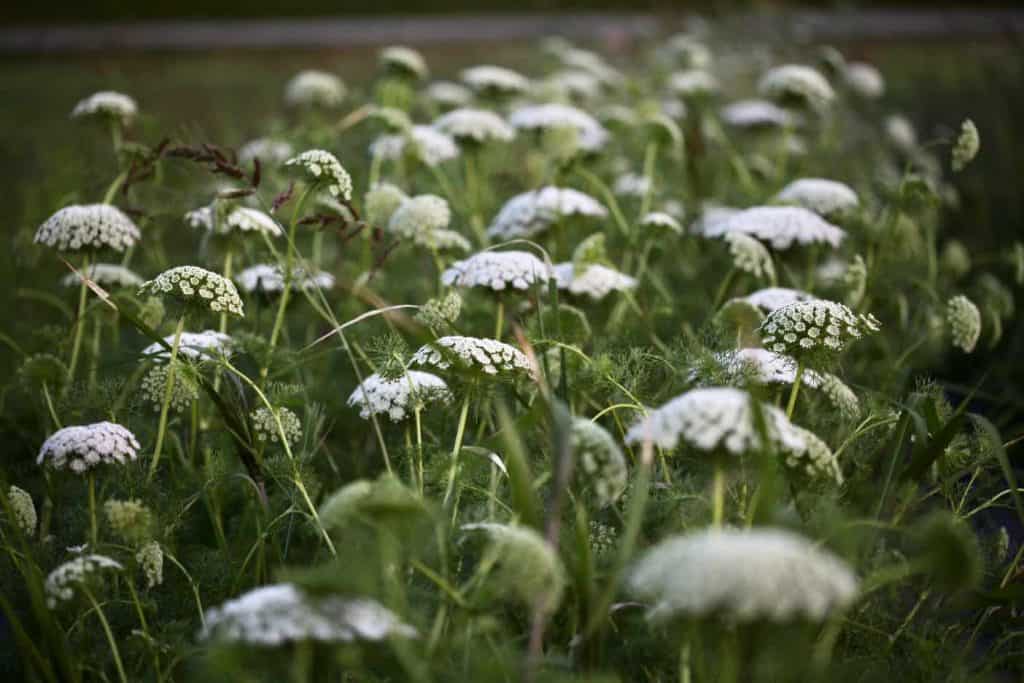 ammi green mist growing in the garden