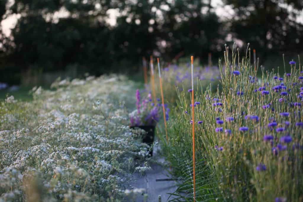 ammi majus growing in the garden, showing how to grow ammi