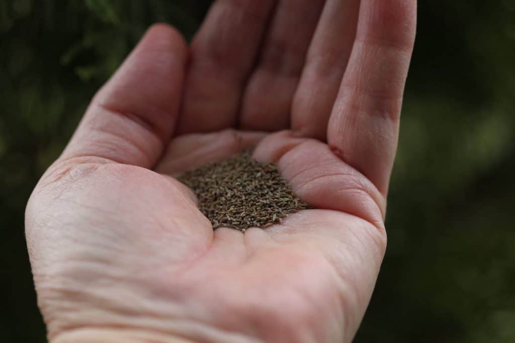 picture of a hand holding small brown Ammi Majus seeds