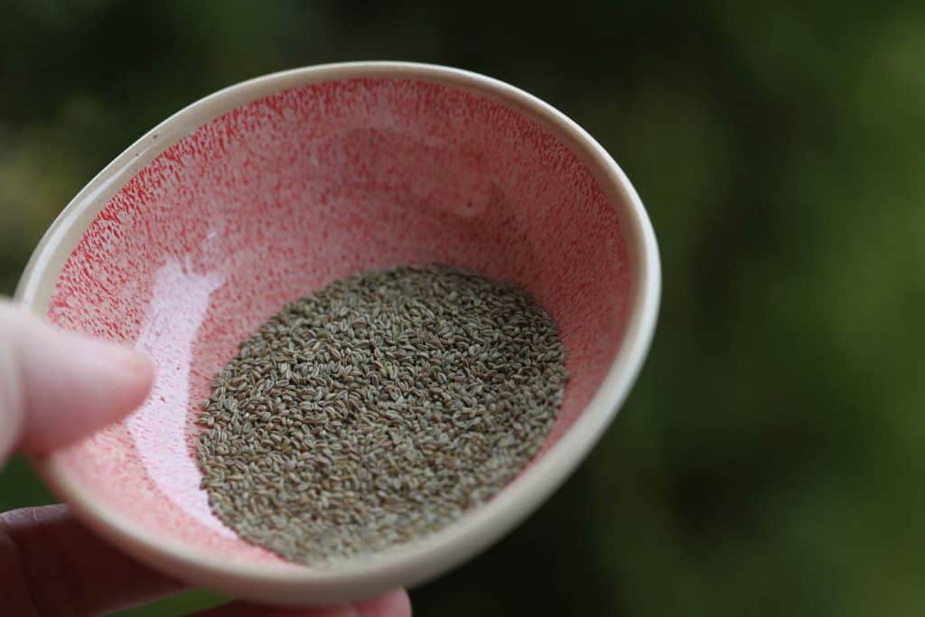picture of hand holding a pink bowl containing small brown ammi visnaga seeds